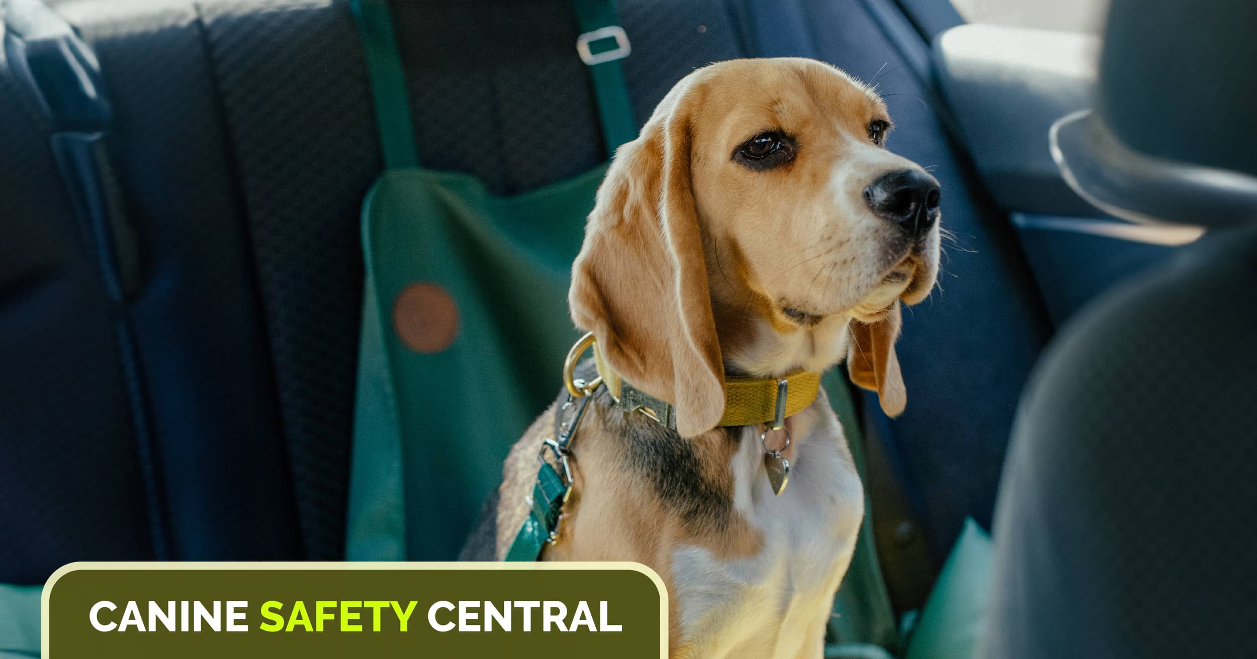 Canine Safety Central: Car Safety for Dogs - FurryFamilyMart 